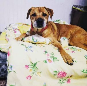 Outer Banks SPCA photo