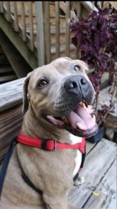 Outer Banks SPCA photo