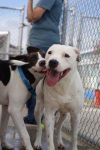 Outer Banks SPCA photo