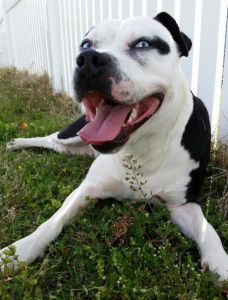 Outer Banks SPCA photo
