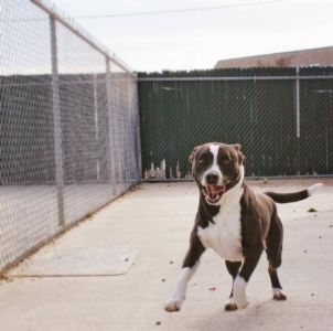 Outer Banks SPCA photo