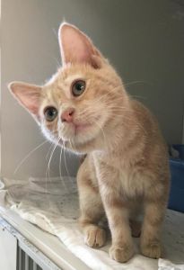 Outer Banks SPCA photo