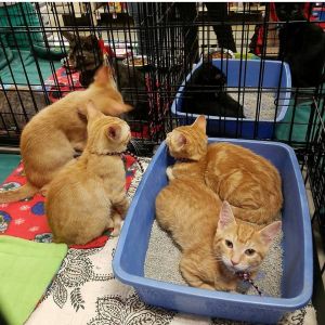 Outer Banks SPCA photo