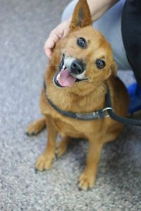 Outer Banks SPCA photo