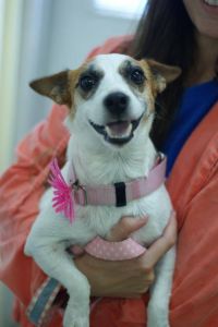 Outer Banks SPCA photo