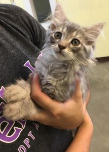 Outer Banks SPCA photo