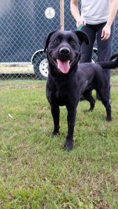 Outer Banks SPCA photo