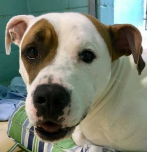 Outer Banks SPCA photo