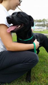 Outer Banks SPCA photo