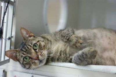 Outer Banks SPCA photo