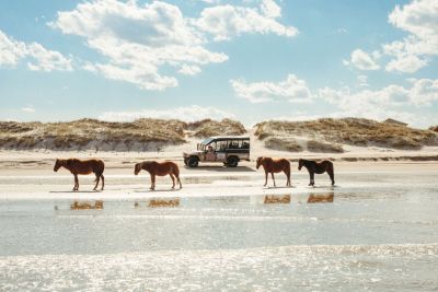 Wild Horse Adventure Tours photo