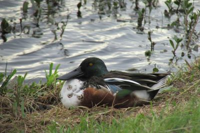 Alligator River National Wildlife Refuge photo