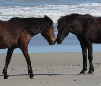 Back Country Wild Horse Safari photo