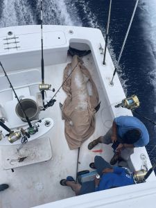 Fish Ocracoke photo