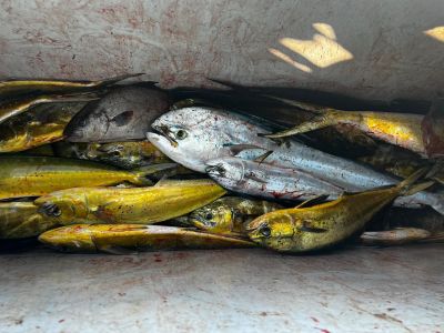 Outer Banks Fishing Charters photo