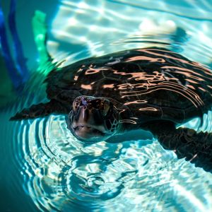 North Carolina Aquarium on Roanoke Island photo