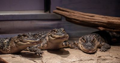 North Carolina Aquarium on Roanoke Island photo