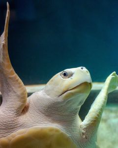 North Carolina Aquarium on Roanoke Island photo
