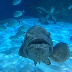 North Carolina Aquarium on Roanoke Island photo