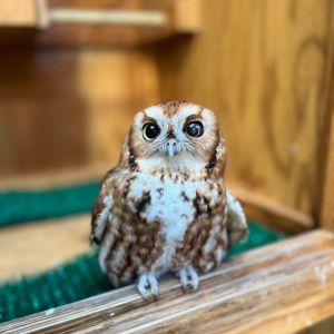 North Carolina Aquarium on Roanoke Island photo