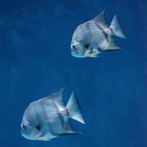 North Carolina Aquarium on Roanoke Island photo