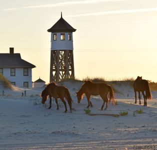 The Northern Outer Banks | Outer Banks photo