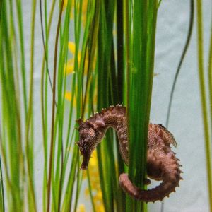 North Carolina Aquarium on Roanoke Island photo