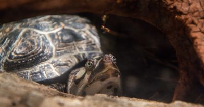 North Carolina Aquarium on Roanoke Island photo