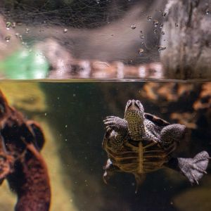 North Carolina Aquarium on Roanoke Island photo