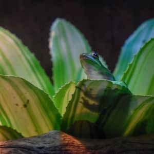 North Carolina Aquarium on Roanoke Island photo