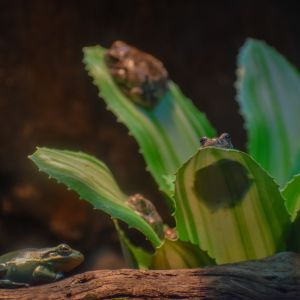 North Carolina Aquarium on Roanoke Island photo