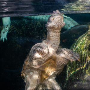 North Carolina Aquarium on Roanoke Island photo