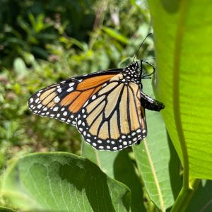 North Carolina Aquarium on Roanoke Island photo