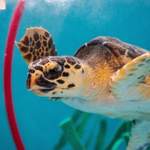North Carolina Aquarium on Roanoke Island photo