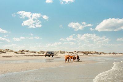 Wild Horse Adventure Tours photo