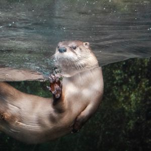 North Carolina Aquarium on Roanoke Island photo