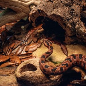 North Carolina Aquarium on Roanoke Island photo