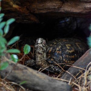 North Carolina Aquarium on Roanoke Island photo