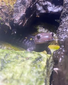 North Carolina Aquarium on Roanoke Island photo