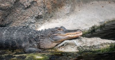 North Carolina Aquarium on Roanoke Island photo
