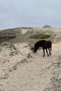 The Northern Outer Banks | Outer Banks photo