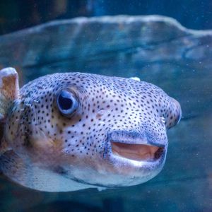 North Carolina Aquarium on Roanoke Island photo