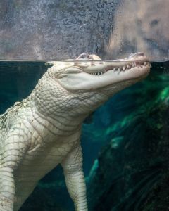 North Carolina Aquarium on Roanoke Island photo