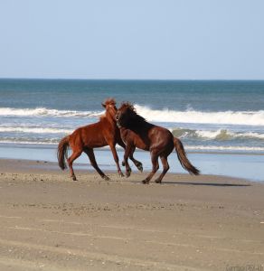 The Northern Outer Banks | Outer Banks photo