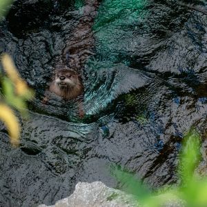 North Carolina Aquarium on Roanoke Island photo