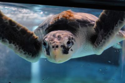 North Carolina Aquarium on Roanoke Island photo