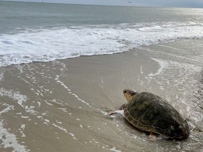 North Carolina Aquarium on Roanoke Island photo