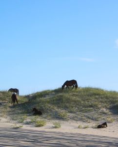 The Northern Outer Banks | Outer Banks photo