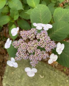 Elizabethan Gardens photo