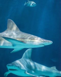 North Carolina Aquarium on Roanoke Island photo